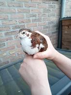 Mooie japanse kwartel haan, Dieren en Toebehoren, Pluimvee, Mannelijk, Overige soorten