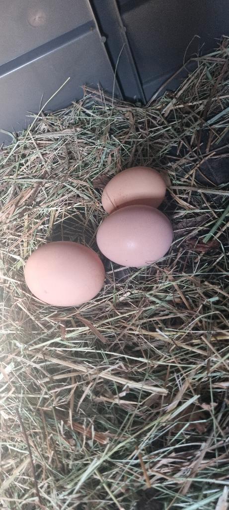 Sussex broedeieren €1,-, Dieren en Toebehoren, Pluimvee, Kip, Geslacht onbekend