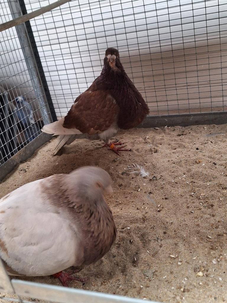 Kweekkoppel kropper canaria, Animaux & Accessoires, Oiseaux | Pigeons, Boulant