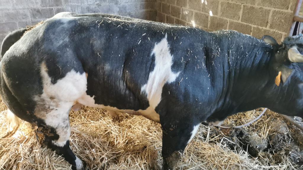 Dekstier, Dieren en Toebehoren, Runderen