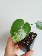 Monstera Bulbasaur, Autres espèces, En pot, Enlèvement ou Envoi, Moins de 100 cm