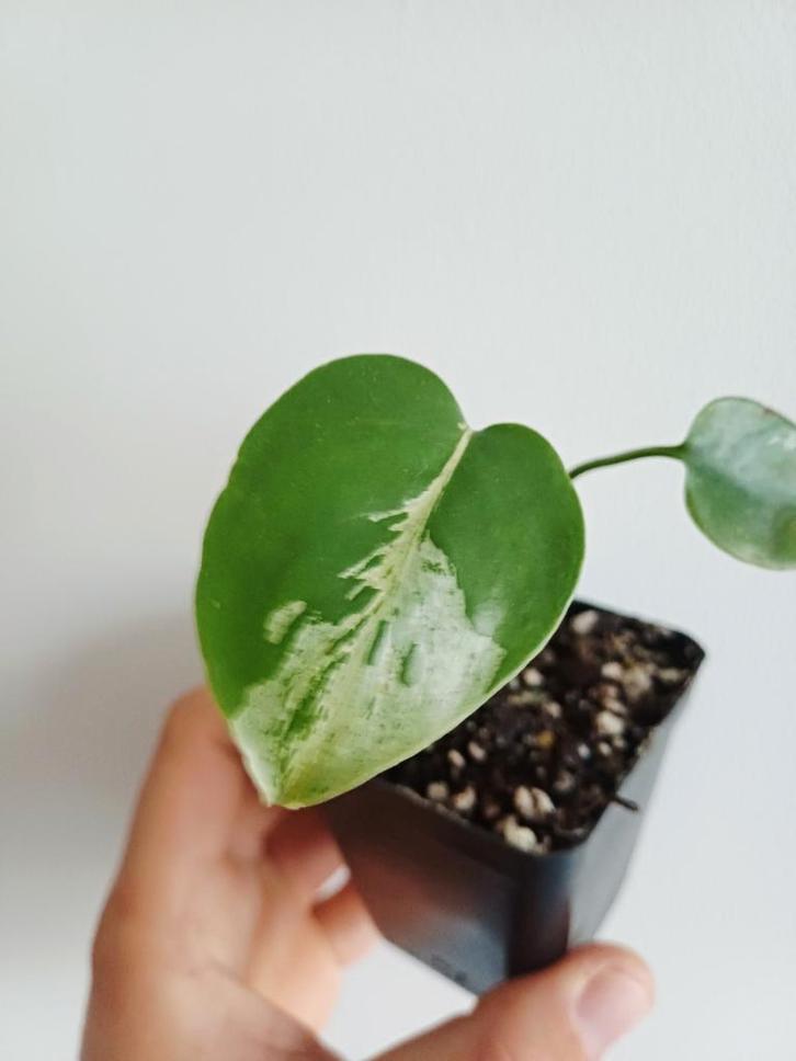 Monstera Bulbasaur, Maison & Meubles, Plantes d'intérieur, Autres espèces, Moins de 100 cm, Plante verte, Ombre partielle, En pot