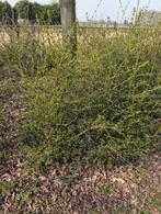 Diverse struiken / planten 50+ stuks gratis, Ophalen, Liguster