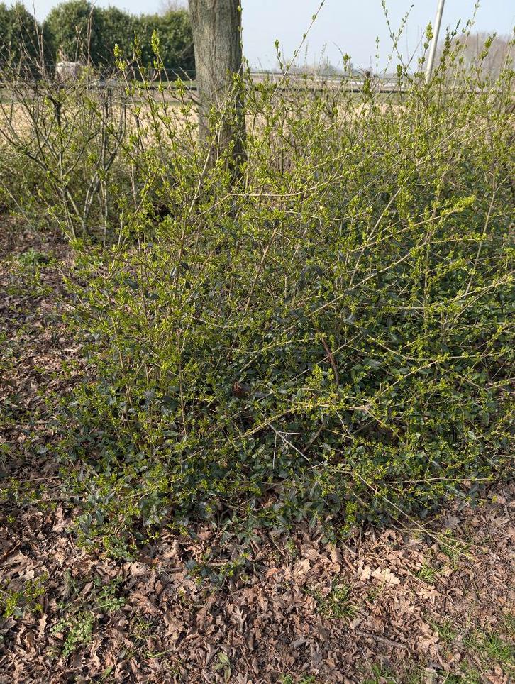 gratis struiken! Meer dan 50 stuks gratis, Tuin en Terras, Planten | Struiken en Hagen, Liguster, Ophalen