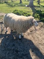 Brebis, Animaux & Accessoires