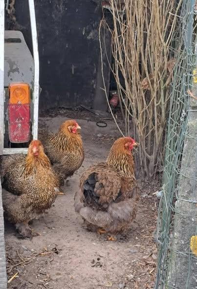 groothoender cochine  !!!!!!!ENKEL BROEDEIEREN!!!!!!!!, Dieren en Toebehoren, Kip