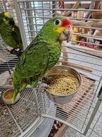 tamme jonge geelwang amazone, Animaux & Accessoires, Femelle, Perroquet, Domestique