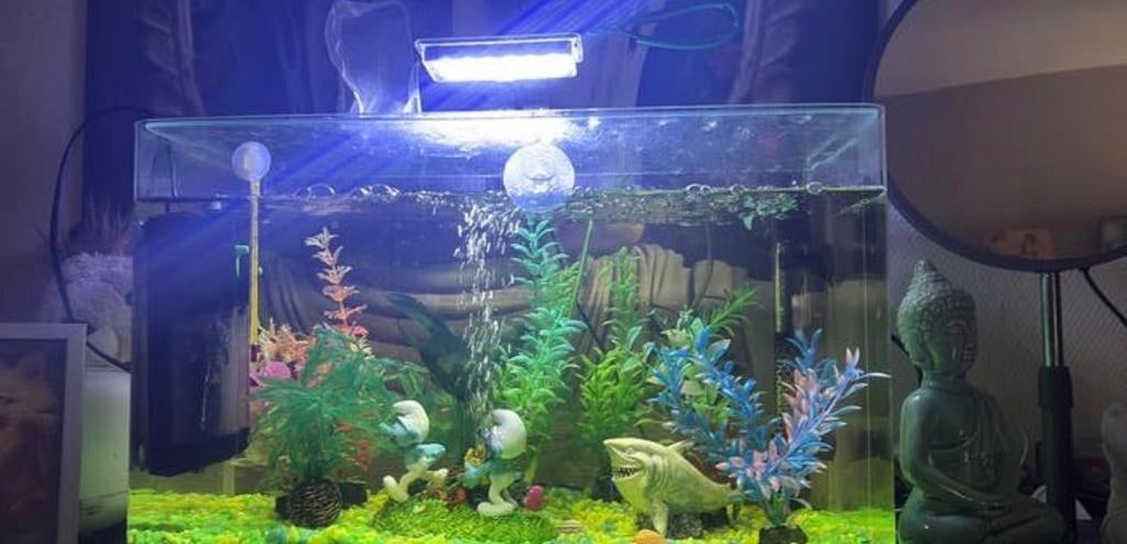 Aqwaruim met 3 vissen, Dieren en Toebehoren, Ophalen, Pomp, Zo goed als nieuw, Decoratie