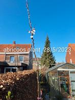 Abricoos plant-boom