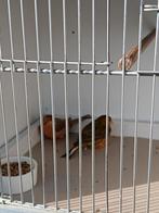 Agaat  kanarie, Dieren en Toebehoren, Mannelijk, Kleurkanarie