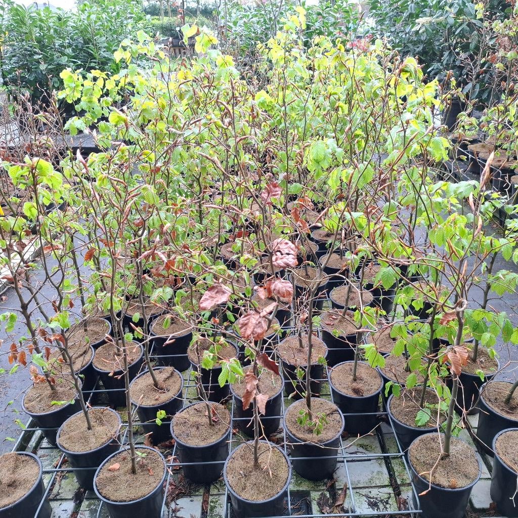 Beukenhagen in container, Ophalen, Beukenhaag, Haag