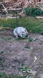 Paire de lapins nains - à oreilles pendantes - gratuit, Plusieurs animaux, Nain, Oreilles tombantes, 0 à 2 ans