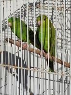 een koppeltje catharina parkieten te koop, Perruche