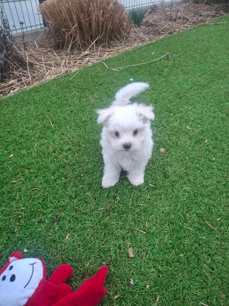 Maltezer pups, Parvo, België, Maltezer, Fokker | Hobbymatig