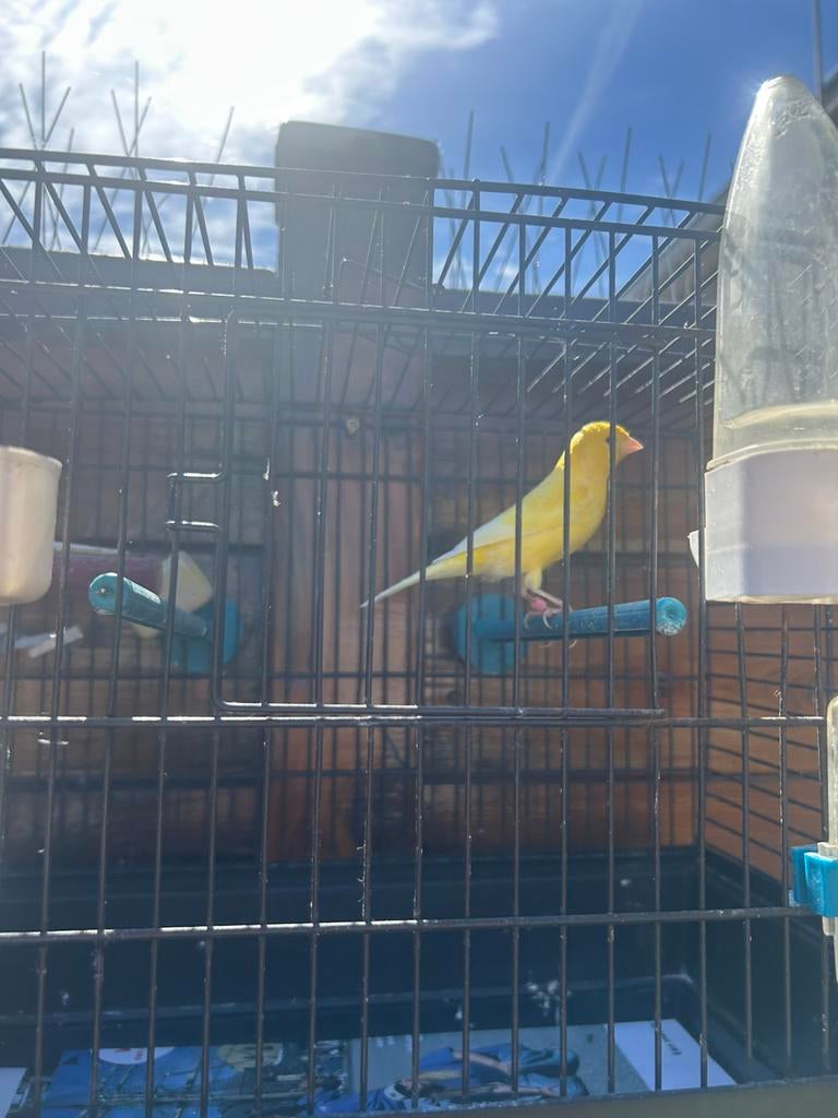 Kanarie, Dieren en Toebehoren, Mannelijk, Zangkanarie