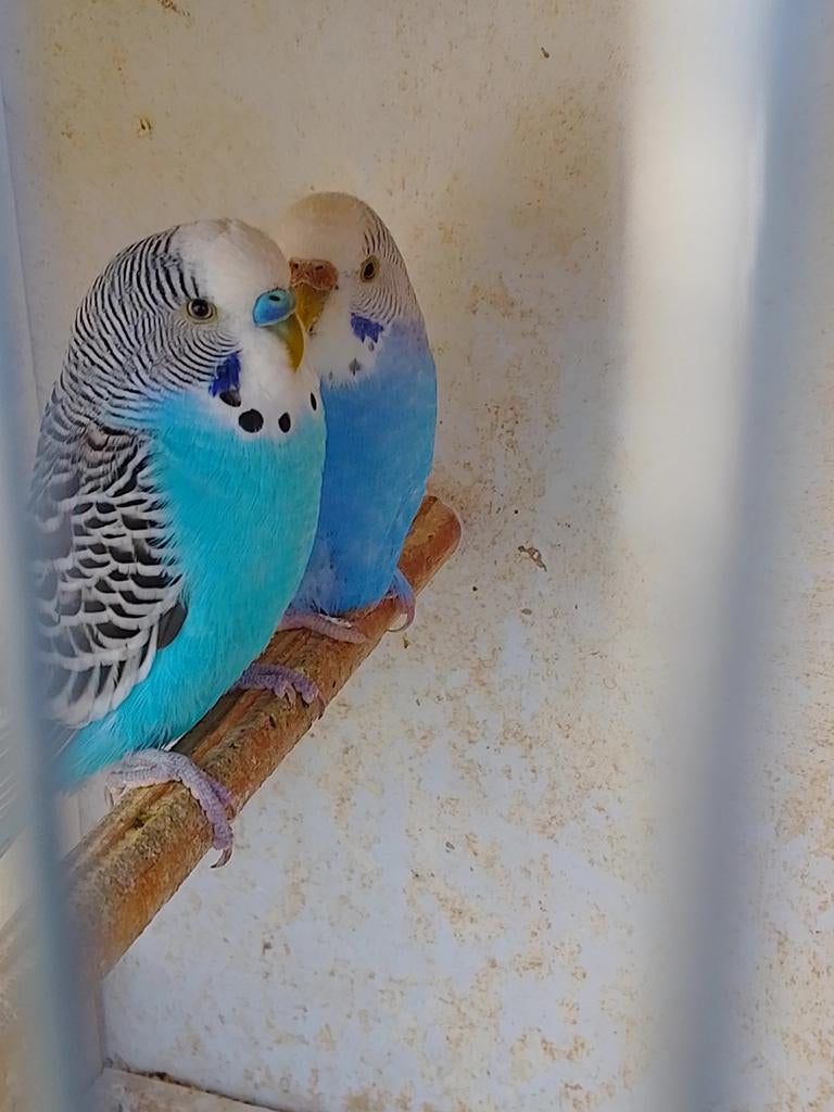 Différentes couleurs de jeunes perruches prêtes à grandir, Plusieurs animaux, Perruche, Domestique
