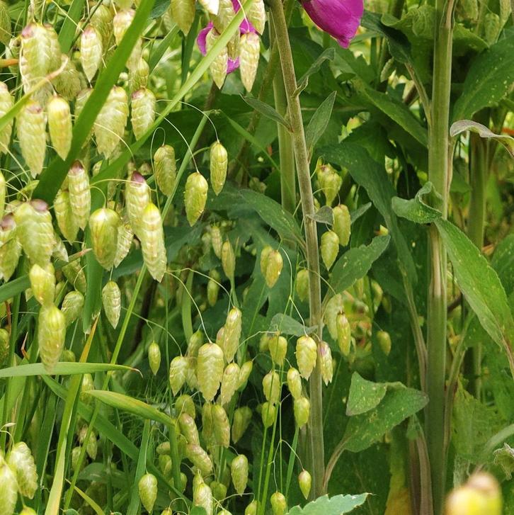 Groot Trilgras Briza Maxima uit biologisch zaad in p9 potje, Tuin en Terras, Planten | Tuinplanten, Eenjarig, Siergrassen, Volle zon