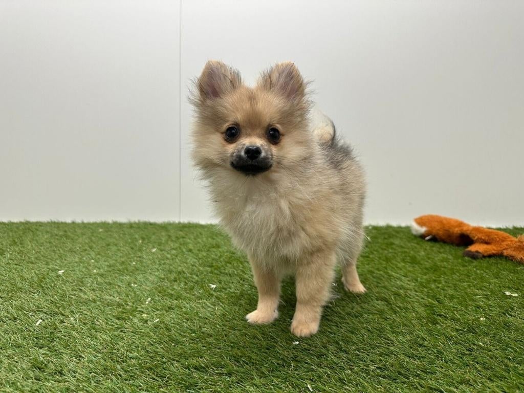 Dwergkeeshond pups, België, Keeshond, 8 tot 15 weken, Parvo