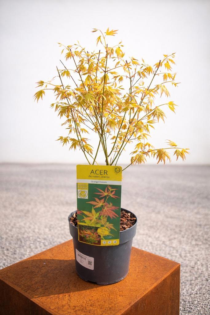 Acer 'Orange Dream', Tuin en Terras, Planten | Tuinplanten, Halfschaduw, Ophalen