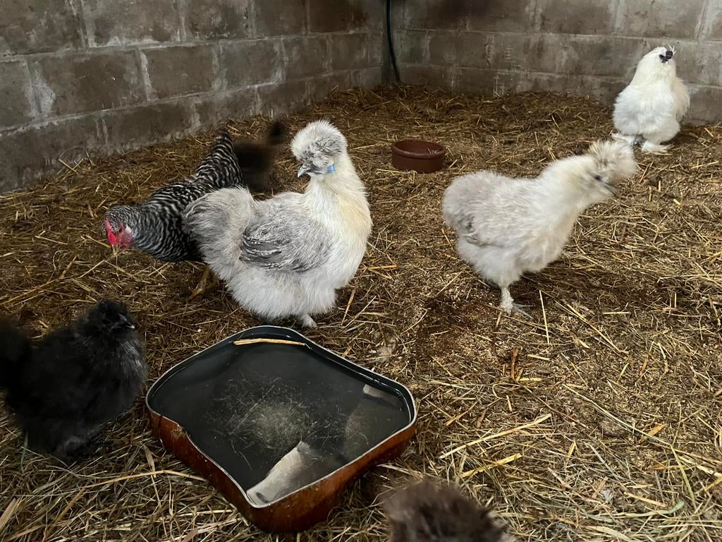 Zijdehoen kweektoom, Dieren en Toebehoren, Pluimvee, Meerdere dieren, Kip