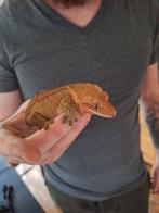 Wimpergekko's met terrariums