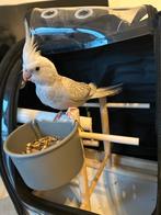 Handtam valkparkiet, Dieren en Toebehoren, Pluimvee, Geslacht onbekend, Overige soorten