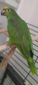 Geelvoorhoofd amazone pop 1 jaar oud, Dieren en Toebehoren, Tam