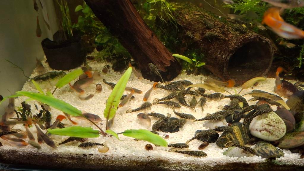 Algeneter jongen. Ancistrus., Animaux & Accessoires