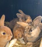Heel leuk NHD dwergkonijn tjes duo, Dieren en Toebehoren