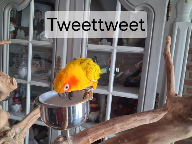 Handtamme zonparkiet, Animaux & Accessoires, Oiseaux | Perruches & Perroquets, Perruche, Sexe inconnu, Domestique, Bagué