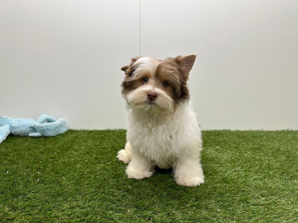 Chiots Yorkshire Terrier Biewer, Animaux & Accessoires, Chiens | Jack Russell & Terriers, Yorkshire Terrier, Hépatite contagieuse (maladie de Rubarth)