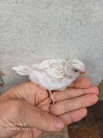 grasparkieten om verder met spuit groot te brengen, Dieren en Toebehoren, Parkiet, Tam