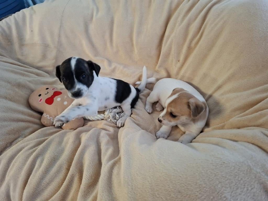 Jack Russel pups, Animaux & Accessoires, Chiens | Jack Russell & Terriers, Plusieurs animaux, Jack Russel Terrier, Éleveur | Professionnel