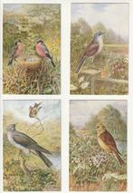 Lot 8 kaarten thema vogels in de natuur  Salmon Sevenoaks, Verzamelen, Postkaarten | Dieren, Verzenden, Ongelopen, Vogel