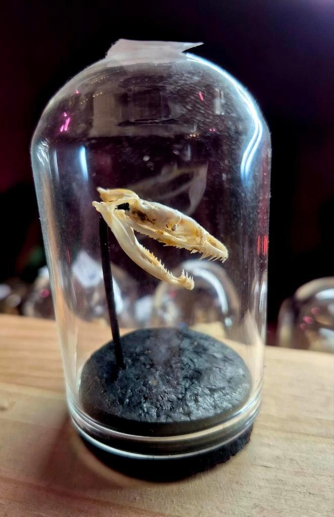 Crane de serpent sous cloche, Collections, Collections Animaux, Enlèvement ou Envoi