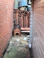 Kleine dwerg konijntjes, Dieren en Toebehoren, Konijnen, Dwerg, 0 tot 2 jaar