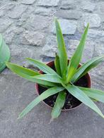 Yucca pied d'éléphant, Tuin en Terras, Eenjarig, Halfschaduw, Zomer, Ophalen