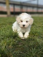 Prachtige Maltipoo pupjes bij ons geboren te koop, Parvo, België, 8 tot 15 weken, Meerdere