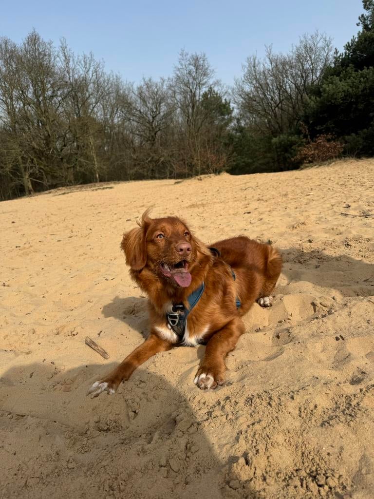 Nova Scotia Duck Tolling Retriever reu met FCI stamboom, Enlèvement