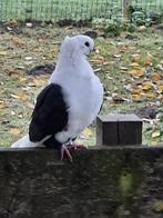 Oud duitse meeuw, Animaux & Accessoires, Oiseaux | Pigeons, Plusieurs animaux, Autres espèces