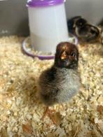 Barnevelder Kuikens, Dieren en Toebehoren, Geslacht onbekend, Kip