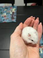 Wit hamster geboren 12/2/26, Dieren en Toebehoren, Knaagdieren, Hamster, Februari, Geslacht onbekend, Tam