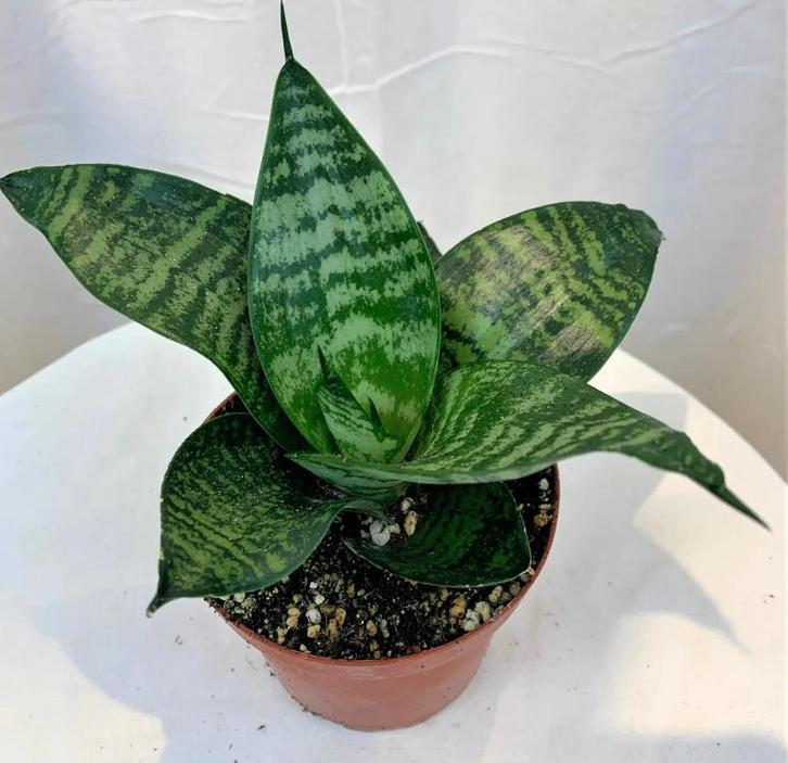 laag blijvende sanseveria, Huis en Inrichting, Kamerplanten, Vetplant, Minder dan 100 cm, In pot, Verzenden