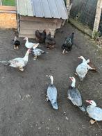 Broedeiren barbarie eend, Animaux & Accessoires, Canard