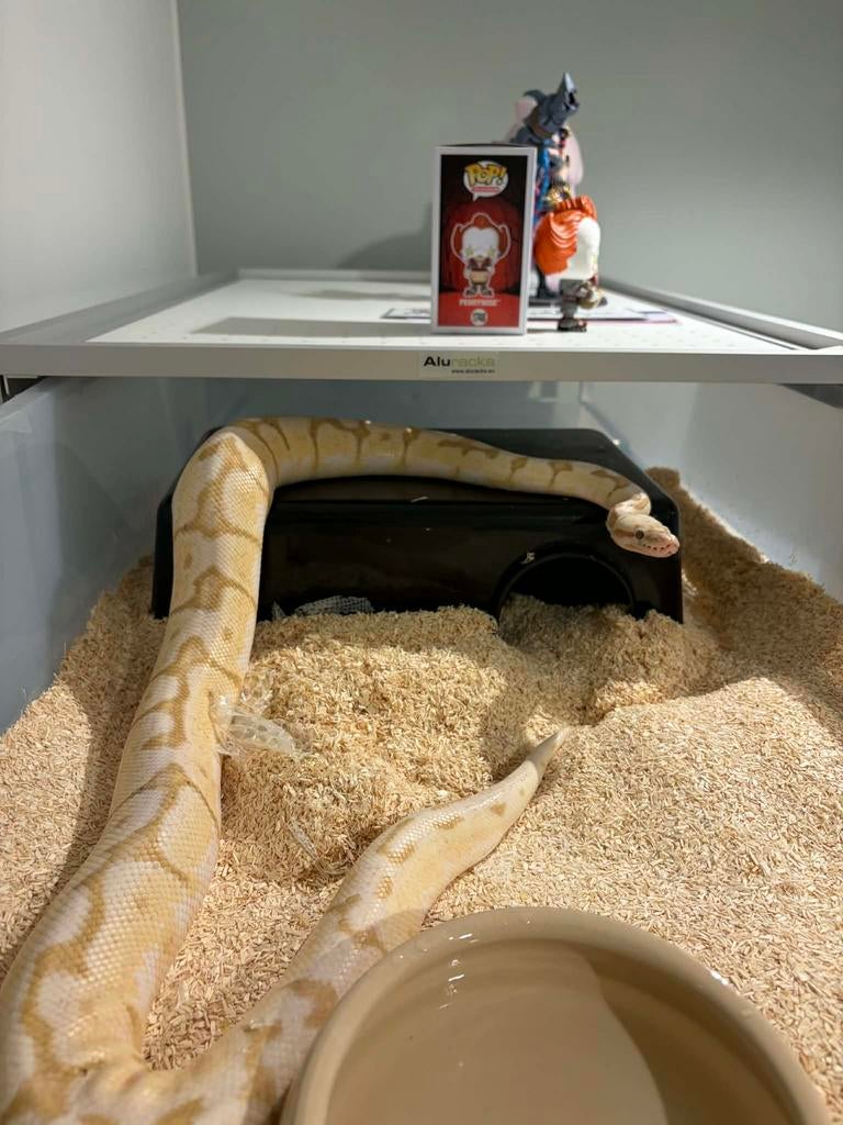 Pyhton regius male, Animaux & Accessoires, Enlèvement, Comme neuf