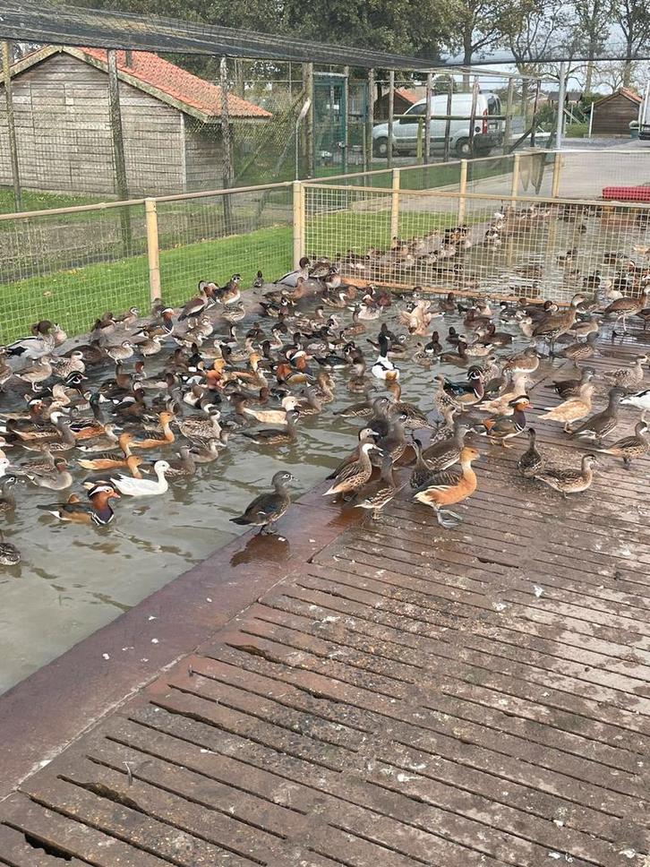 Siereenden, Dieren en Toebehoren, Pluimvee, Eend, Meerdere dieren
