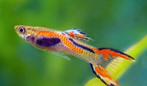 Endler guppy’s, Animaux & Accessoires, Poissons | Poissons d'aquarium, Poisson, Poisson d'eau douce, Banc de poissons