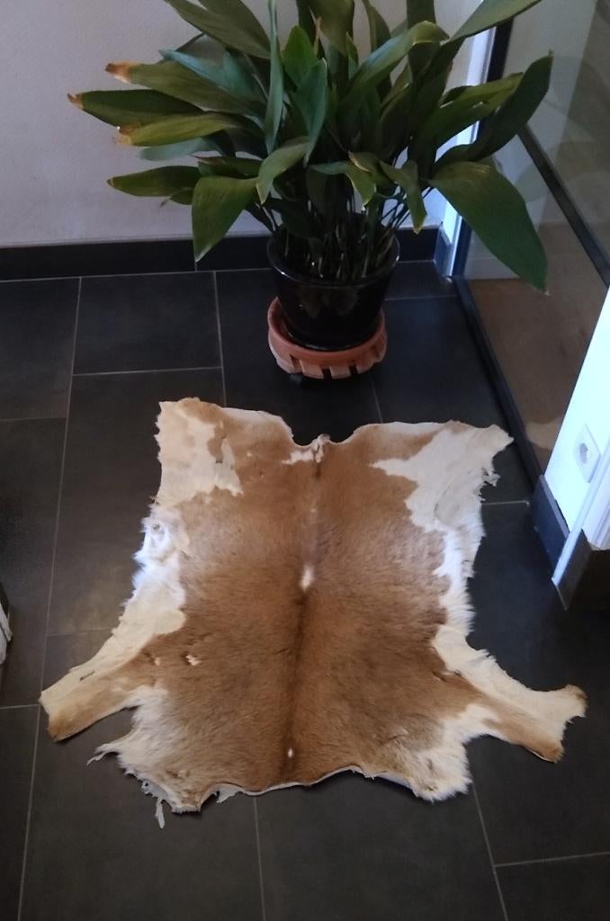 Echte kalfshuid, medium, bruin crême, Maison & Meubles, Ameublement | Tapis & Moquettes, Comme neuf, 50 à 100 cm, 100 à 150 cm