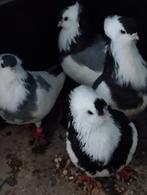 Felegyhazers, Dieren en Toebehoren