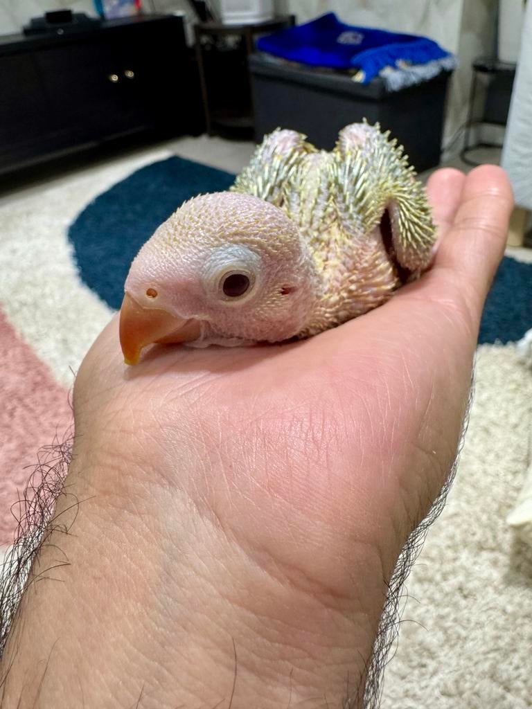 Perruches à collier (bésbés) disponibles, Animaux & Accessoires, Oiseaux | Perruches & Perroquets